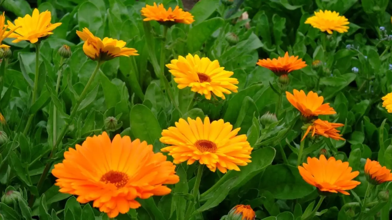 Vuoi un giardino senza insetti? Prova a seminare calendula e migliora la tua estate