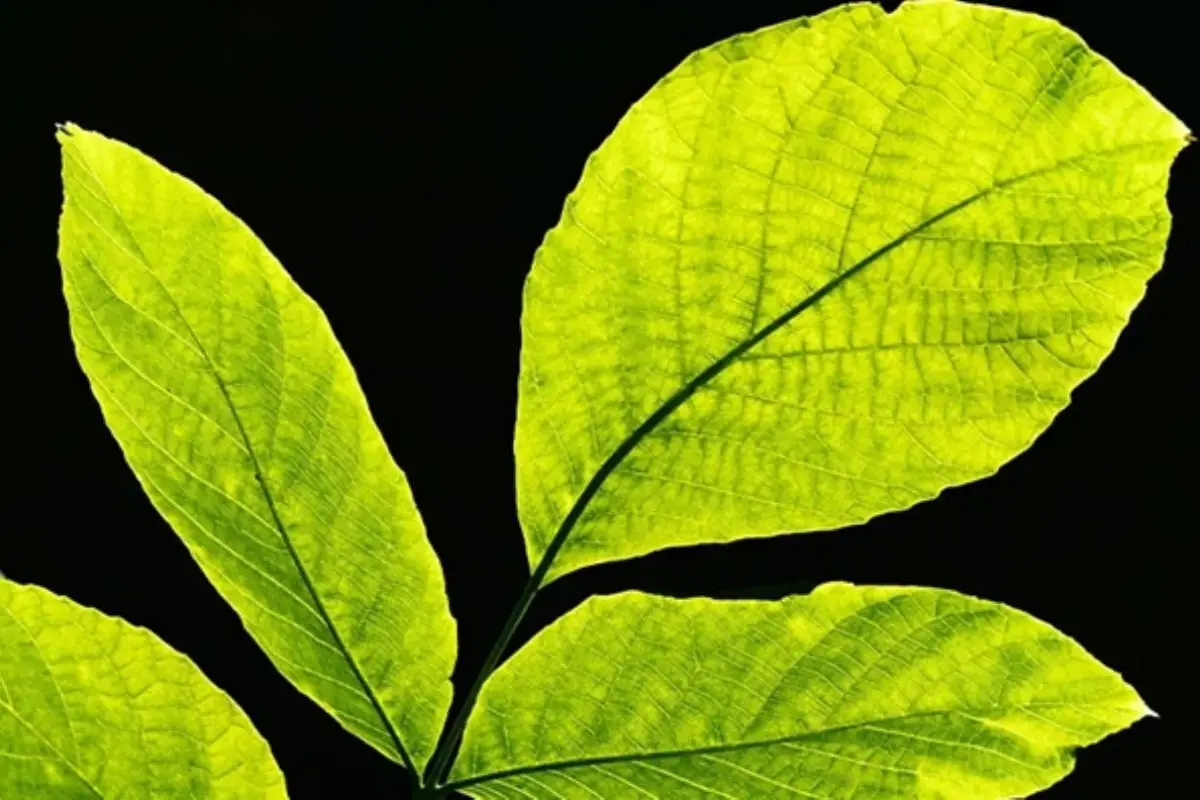 I cistoliti: servono davvero alle piante o sono solo un’anomalia?