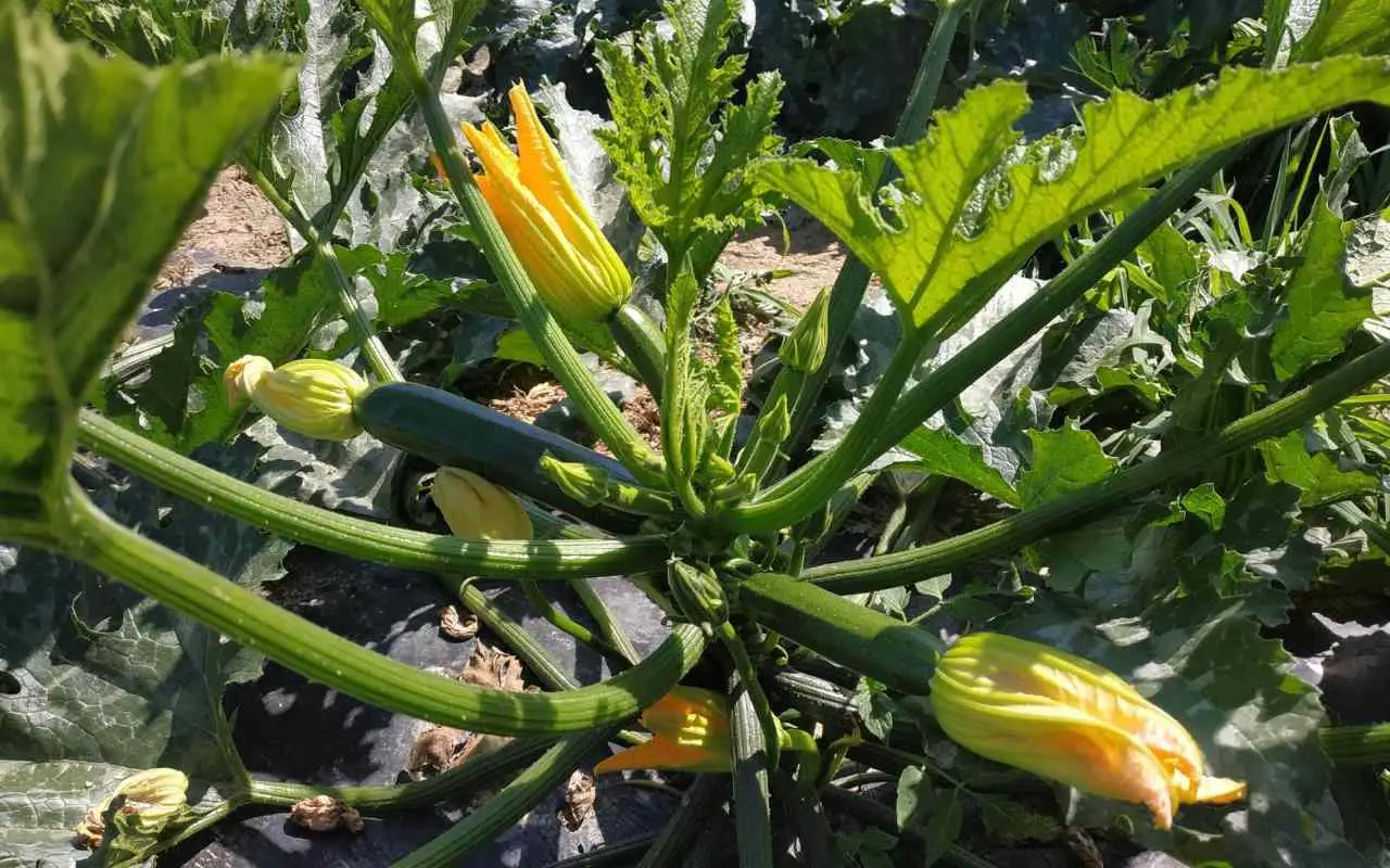 Distanza ideale per le zucchine: l’errore che rallenta la crescita e come evitarlo