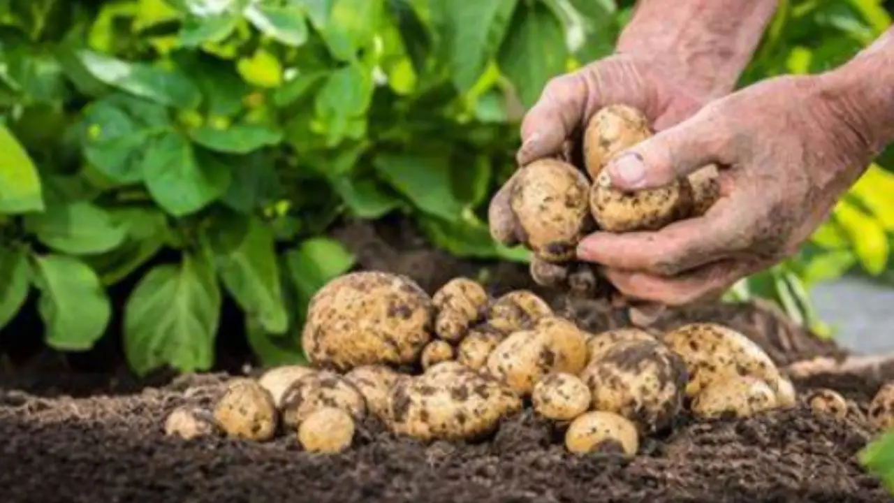 Come irrigare le patate: ecco il segreto dei coltivatori esperti