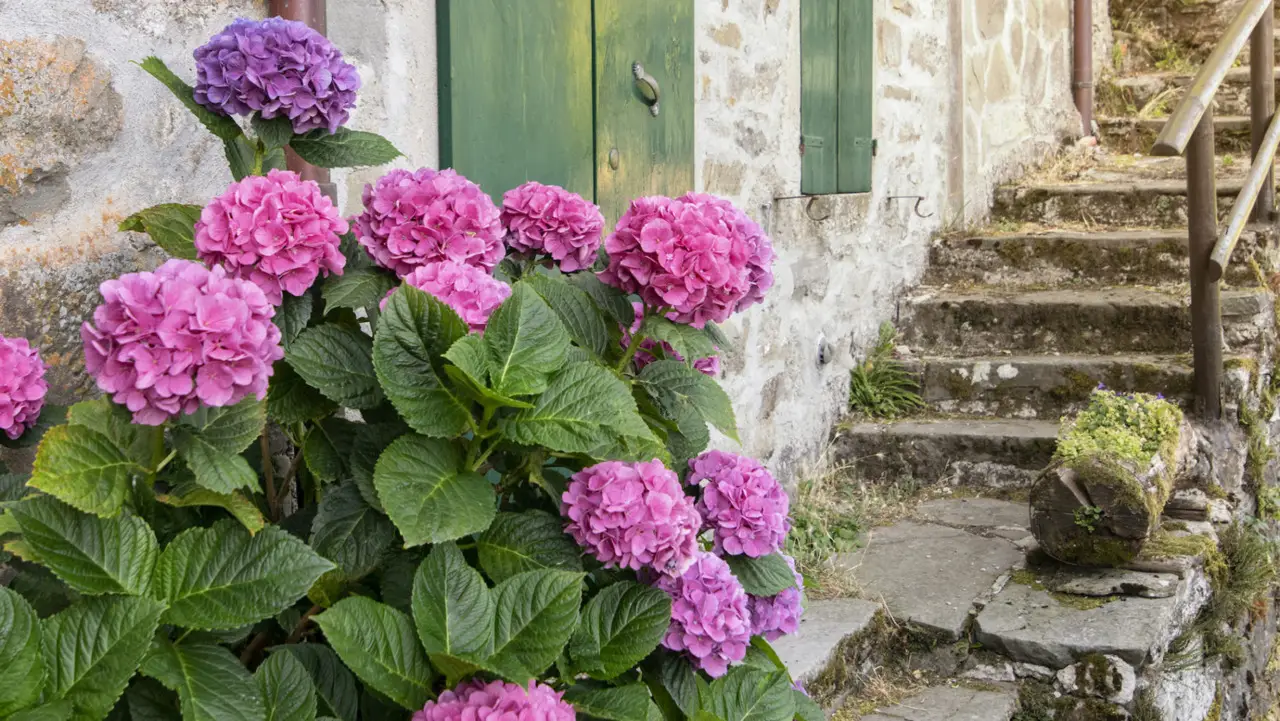 Settembre e ottobre: ecco i fiori di stagione che resistono anche al freddo