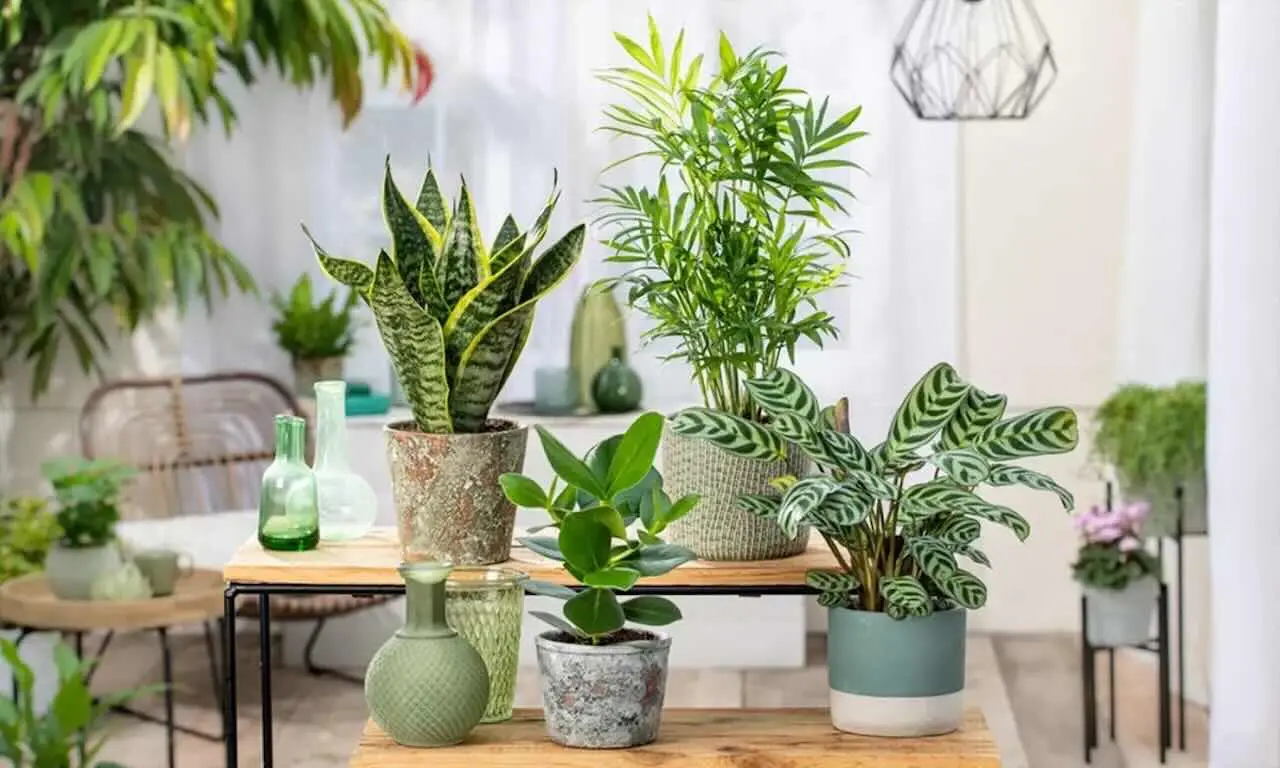 Ecco 5 piante da seminare tra Agosto e Settembre: la seconda fa bene anche contro gli insetti