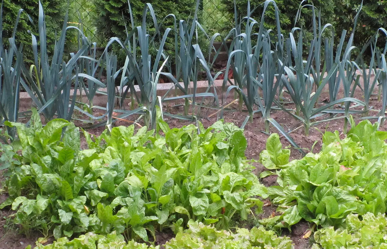 Cosa piantare dopo le patate: ecco le varietà che amano i terreni già lavorati
