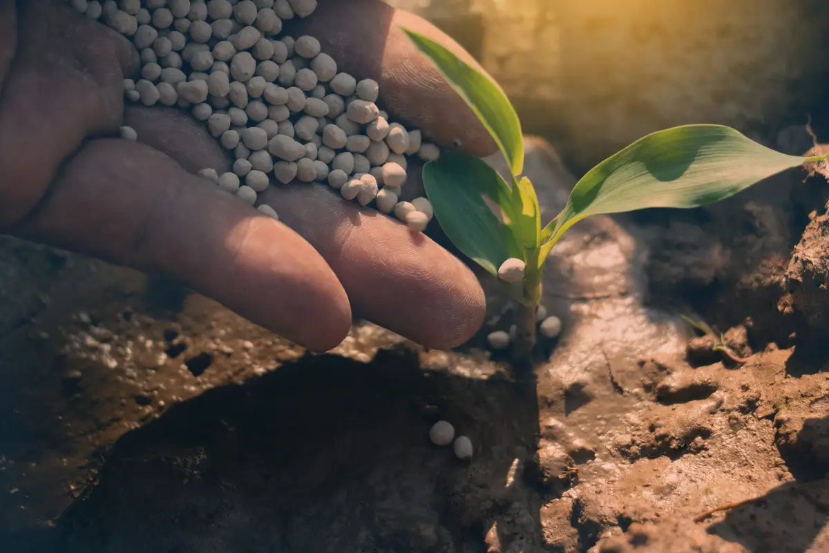 Il trucco naturale per rinforzare subito le piante senza fatica