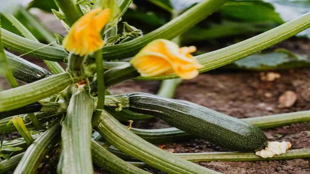 Fiori di zucchina: vanno tolti o lasciati sulle piante? Scopri il trucco dei coltivatori esperti