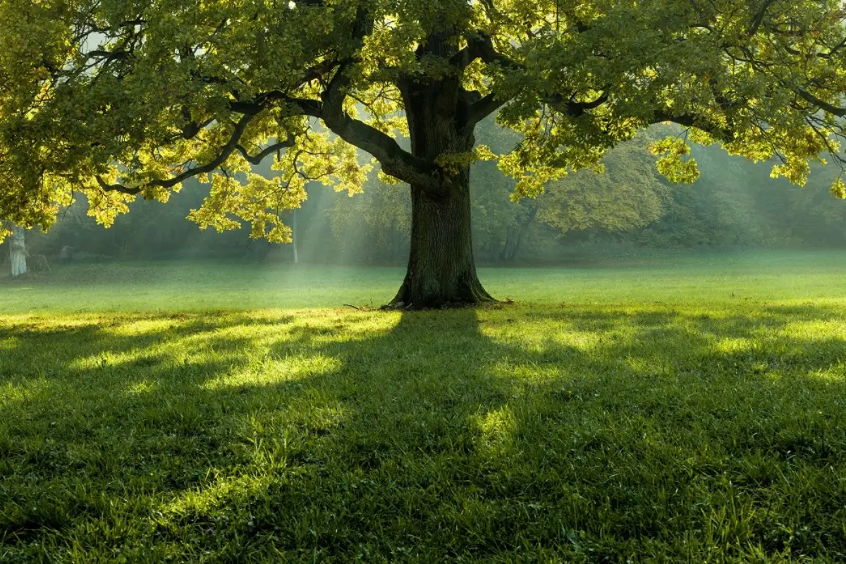 Vuoi ombra in giardino: ecco l’albero perfetto da piantare subito