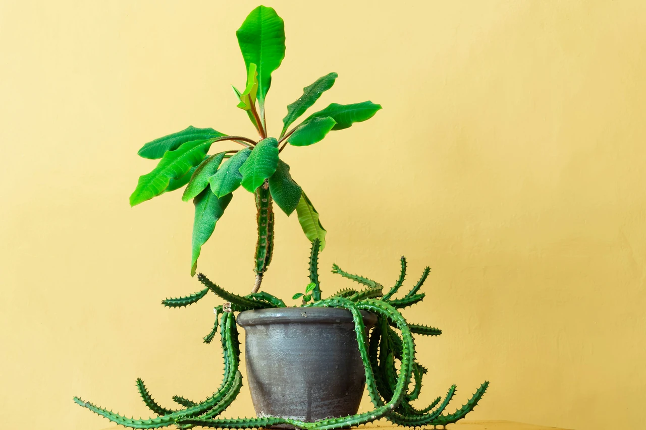 Come curare l’euphorbia eritrea: ecco il rimedio definitivo