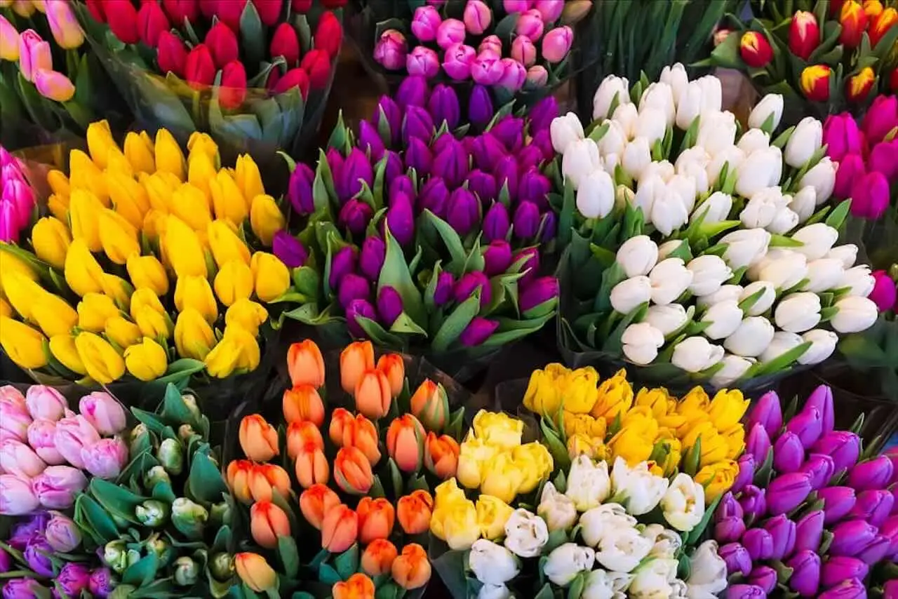 Idee di fiori facili: ecco cosa piantare ad Agosto per un balcone colorato tutto l’anno