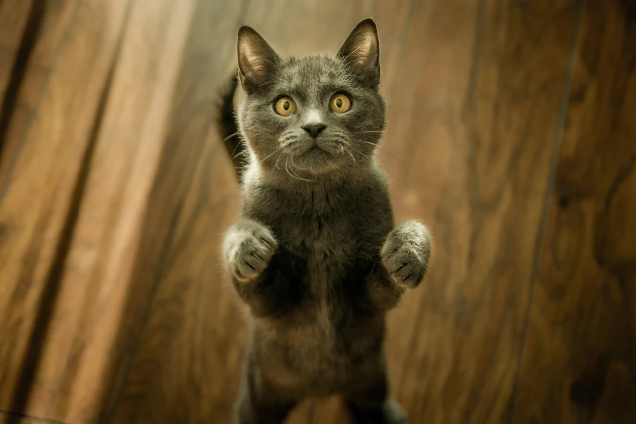 Nuovo metodo anti-gatto: ecco il dissuasore naturale che funziona contro le feci in giardino