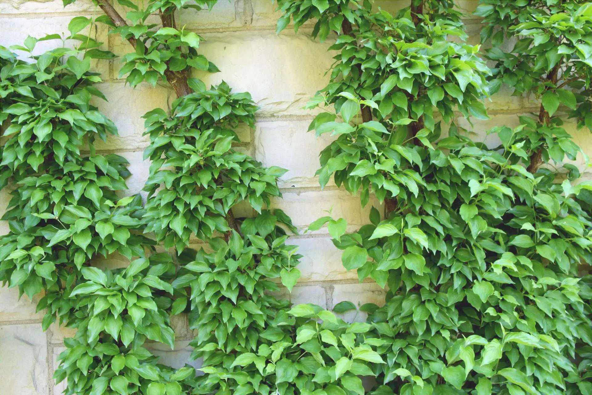 Sostituisci l’edera: quale pianta rampicante è perfetta per chi non ha il pollice verde?