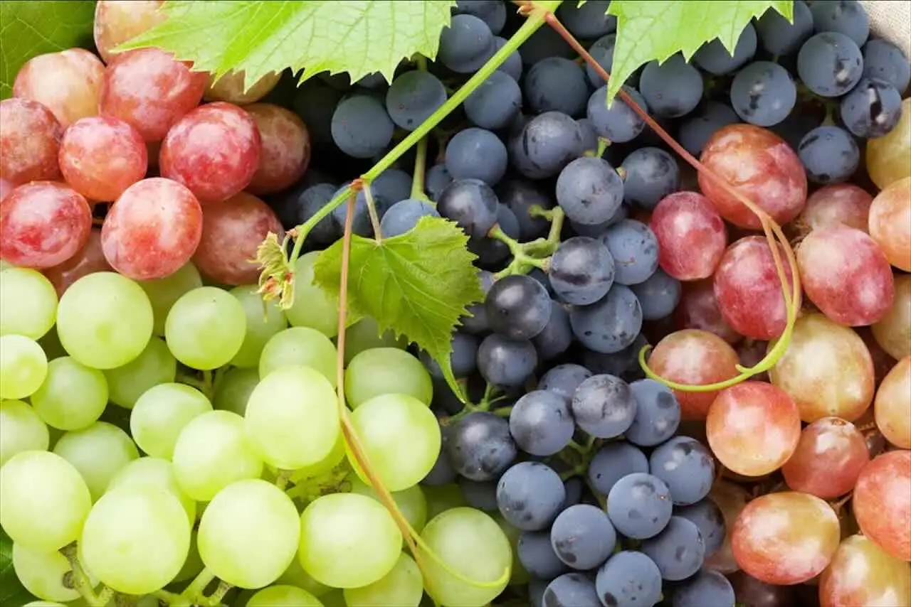 Uva e dieta: ecco come inserirla senza sgarrare