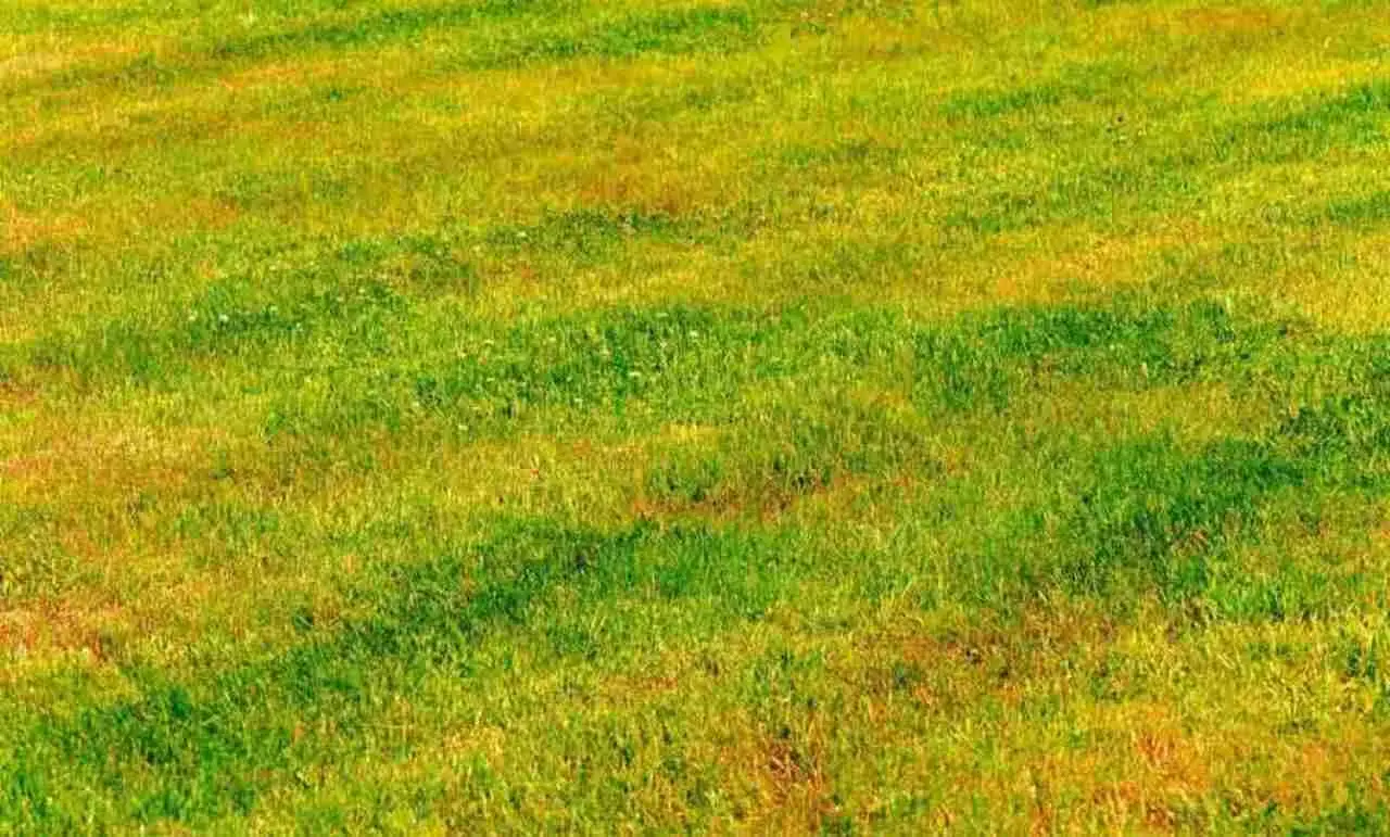Occhio a questa data: se la scordi, il tuo prato rischia di ingiallire