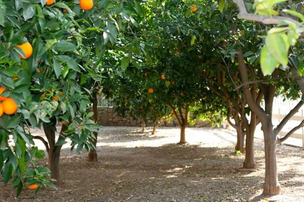 Errori da evitare nell’irrigazione: quante volte bagnare gli alberi da frutto in estate?
