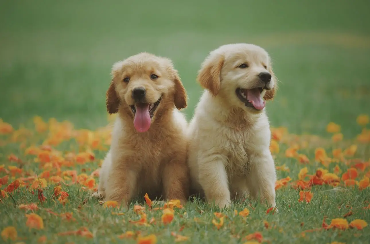 Problemi con i cani che sporcano? Ecco il disabituante naturale più potente che funziona subito