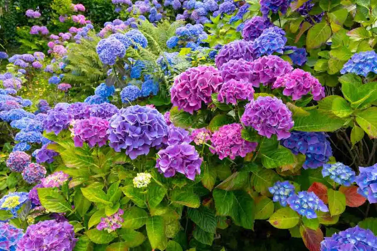 Ecco il trucco per acidificare la terra del giardino e far esplodere la fioritura di ortensie e azalee