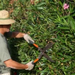 Come si chiamano i giardinieri? Ecco la risposta corretta