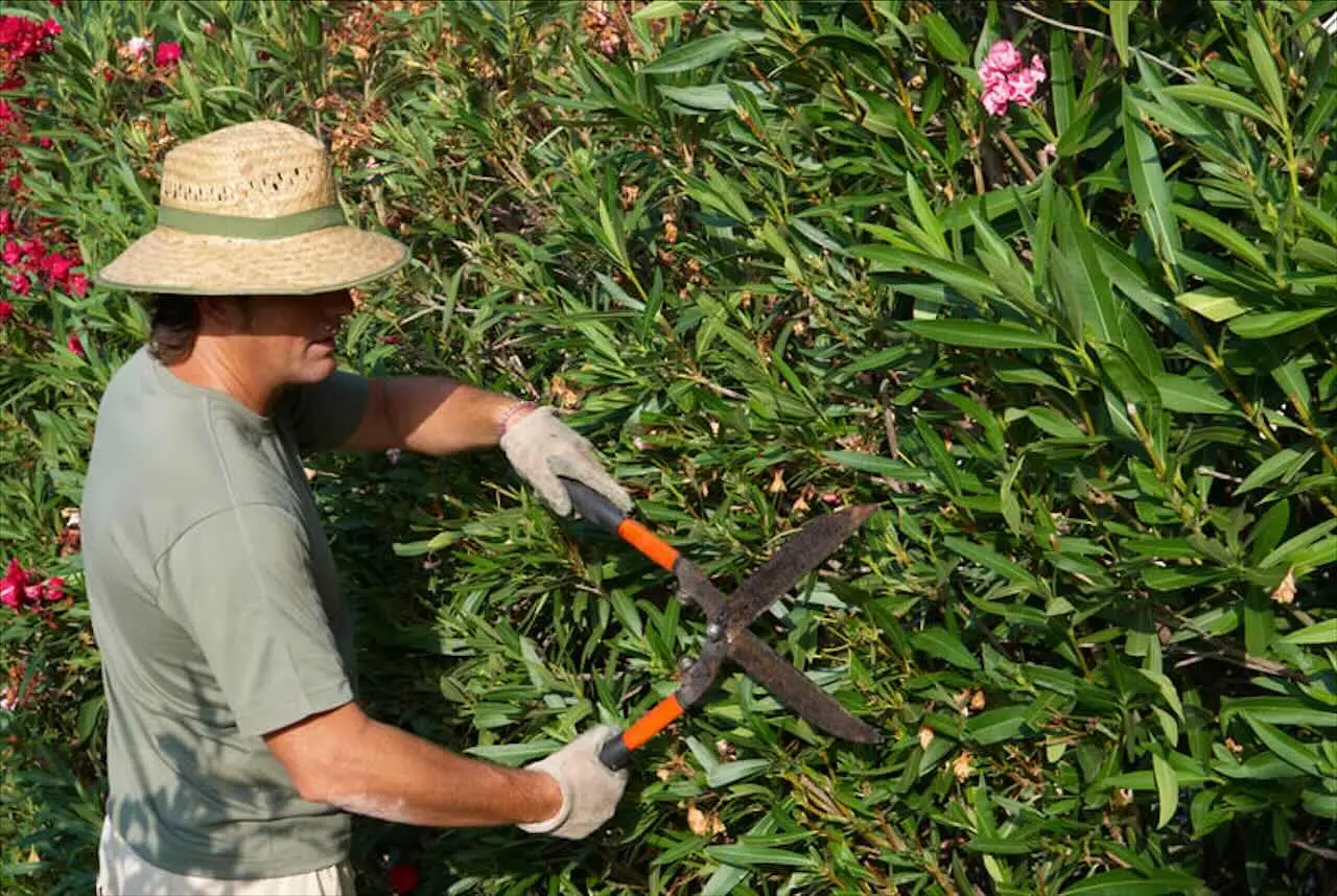 Come si chiamano i giardinieri? Ecco la risposta corretta
