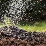 Se senti improvvisamente odore di terra bagnata in casa ecco cosa significa davvero