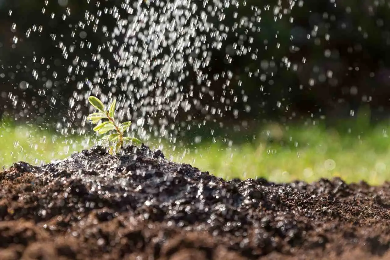 Se senti improvvisamente odore di terra bagnata in casa ecco cosa significa davvero