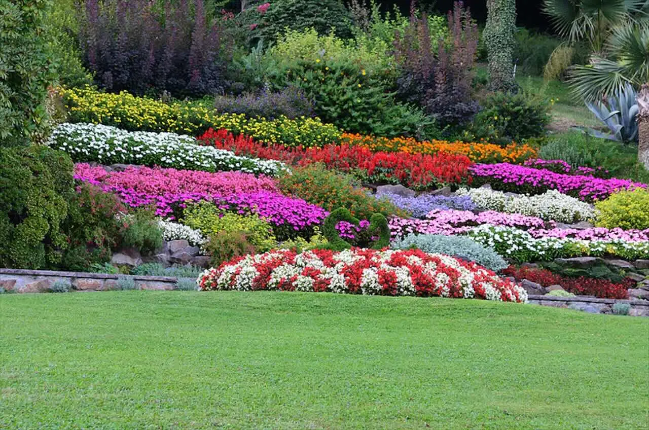 L’elenco definitivo dei fiori sempreverdi che rendono il tuo giardino colorato tutto l’anno