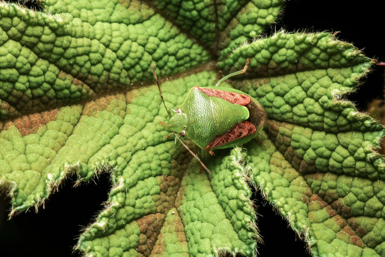 Allarme cimici: ecco l’unico prodotto che le elimina davvero in poche ore