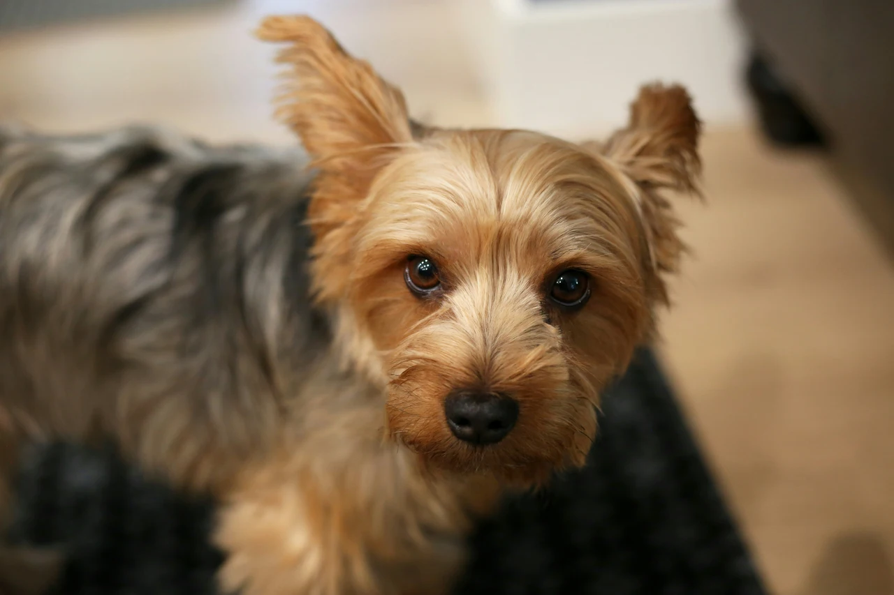 Il repellente naturale per cani che funziona davvero per allontanarli senza far loro male