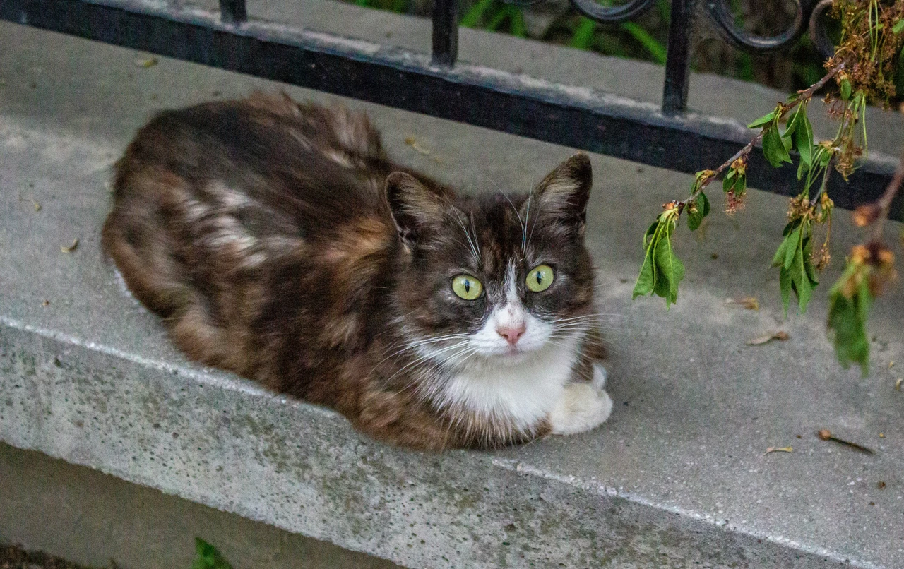 Vuoi tenere i gatti lontani? Ecco la verità sull’efficacia degli spray repellenti