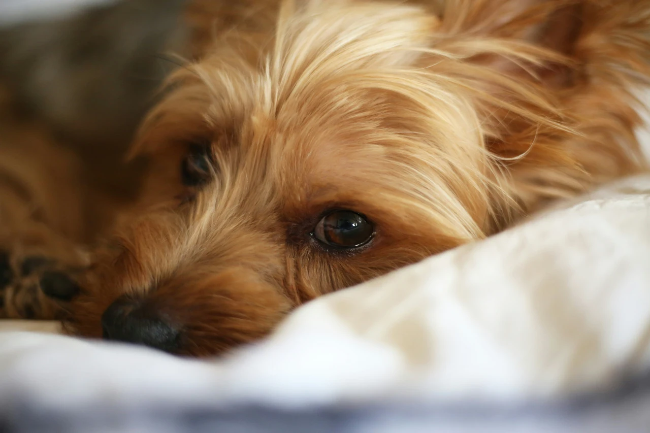 Il tuo cane distrugge i mobili e morde tutto? Ecco l’errore che stai commettendo