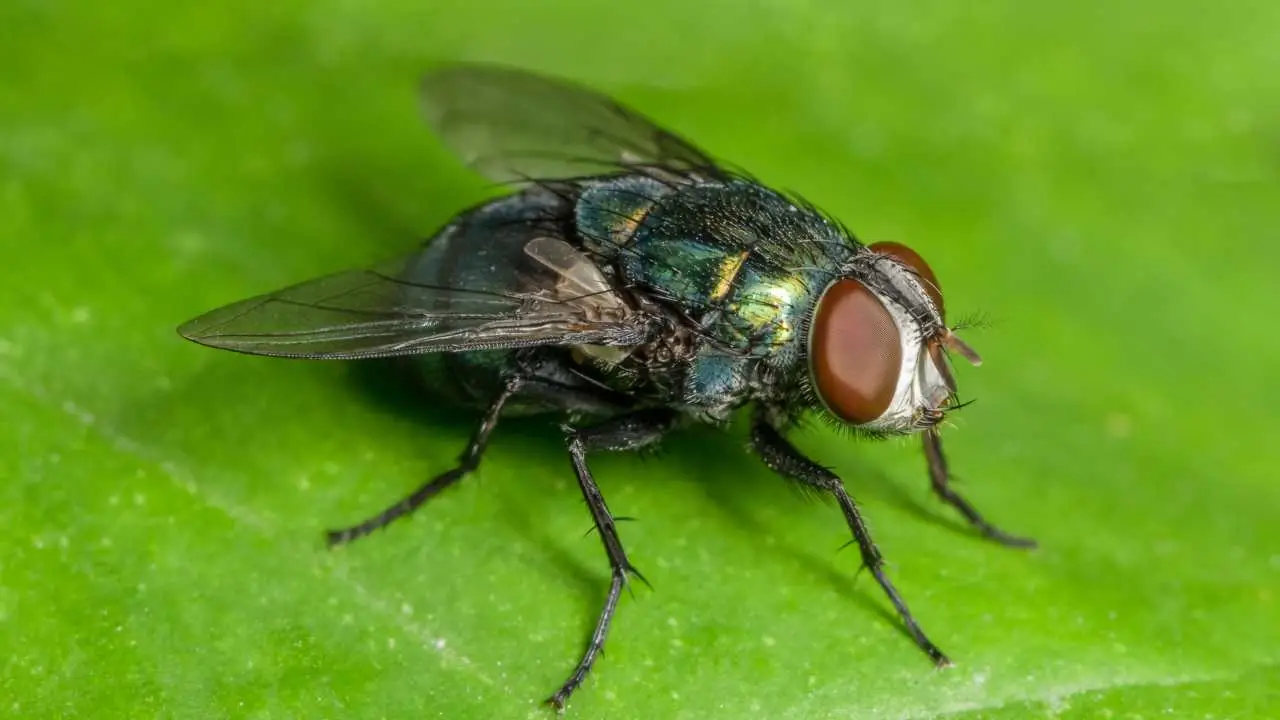 Il dissuasore naturale contro mosche approvato dagli agronomi