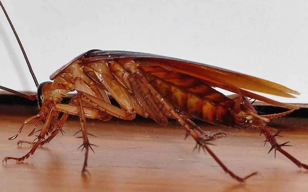 Allarme blatte nel water: ecco la verità inquietante che nessuno ti dice e come evitarlo