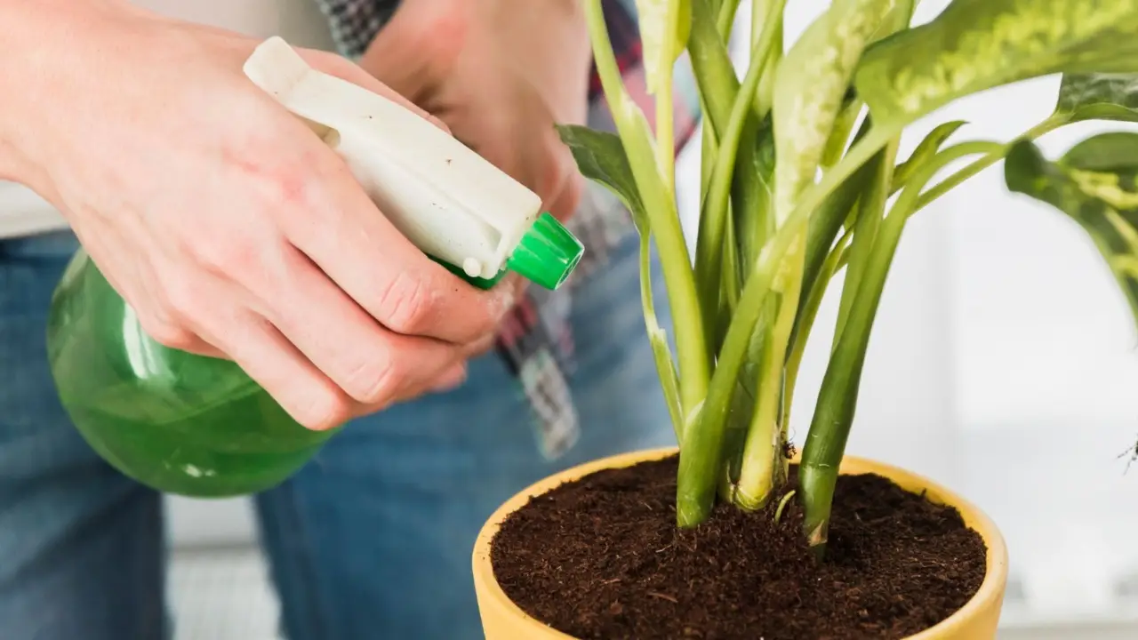 Hai usato l’insetticida in casa? Ecco come pulire subito le superfici per eliminare i residui tossici