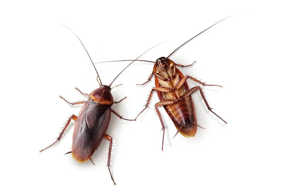 Allarme blatte sul letto: ecco perché salgono fin lì e come impedirlo subito