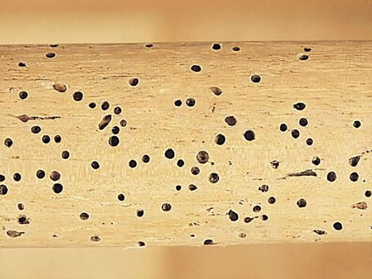 Allarme termiti: ecco quanto costa liberarsi di queste mangia-legno immediatamente