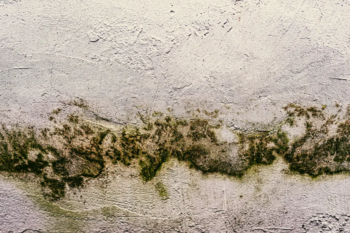 Muffa in casa? Ecco l’errore comune che tutti fanno e che peggiora la situazione