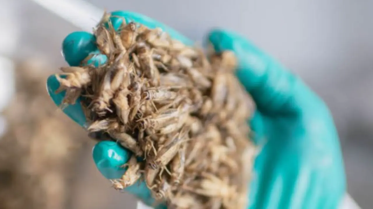 Pensi di avere insetti in casa ma non sai quali sono? Ecco i segni per riconoscerli subito