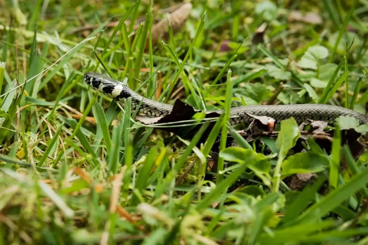 Il metodo naturale per tenere lontani i serpenti dall’orto: ecco l’odore che odiano