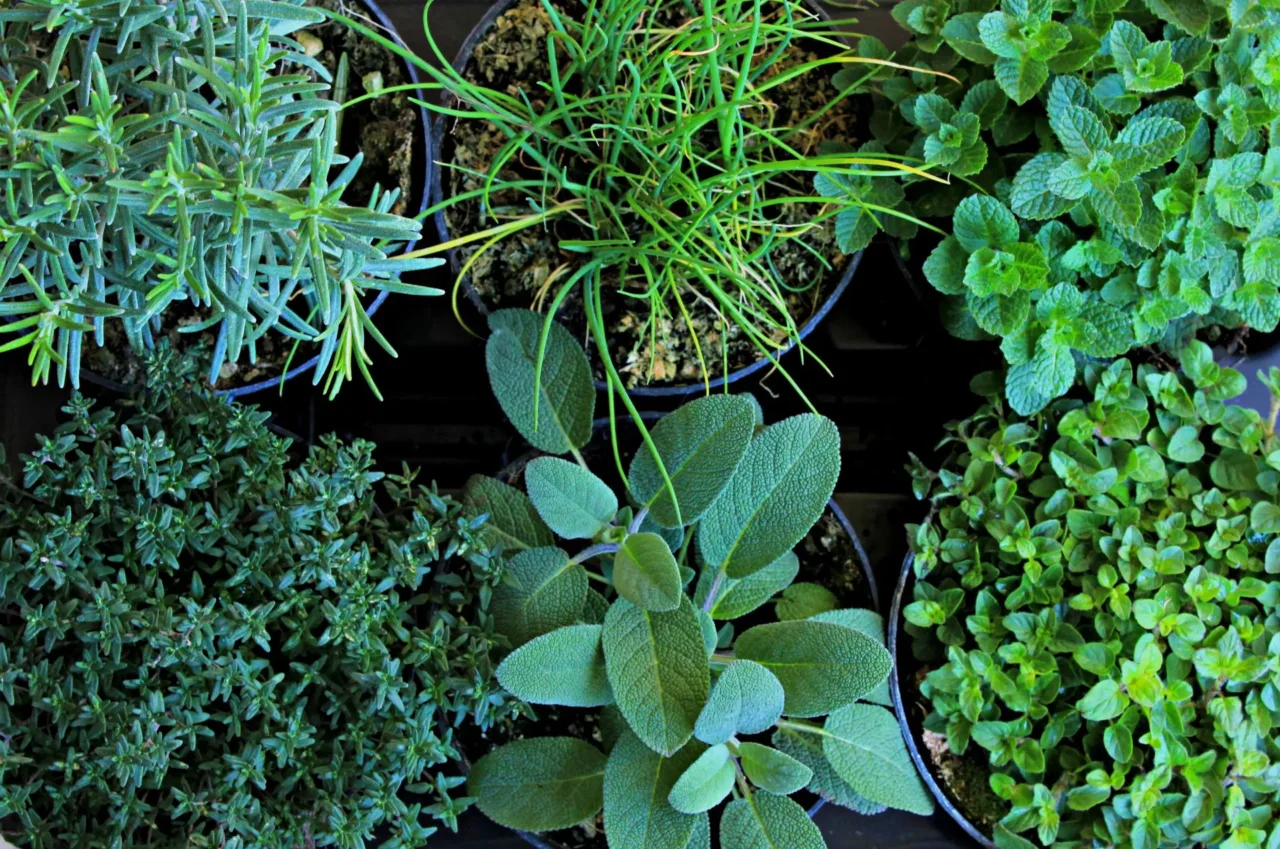 Il metodo casalingo per creare potenti estratti naturali usando solo alcol e piante