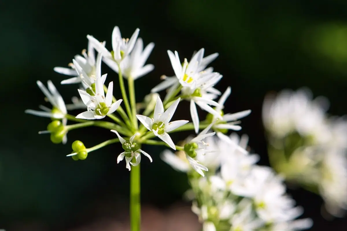 Il tuo agapanthus non fiorisce? Ecco l’errore comune che stai commettendo