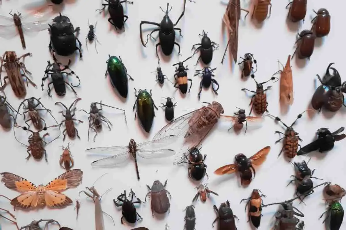 L’invasione di insetti passa da qui: ecco la barriera sottoporta definitiva per bloccarli