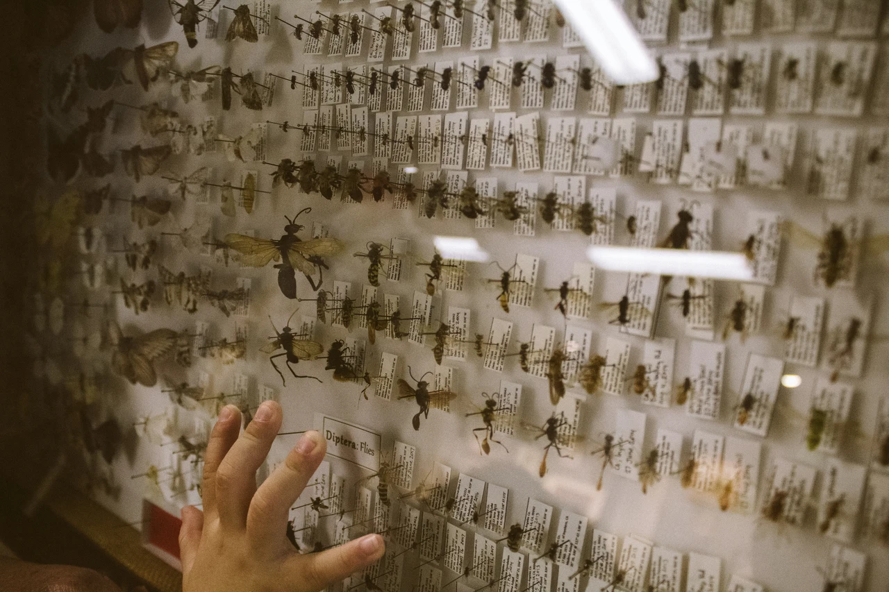 La tua menta è piena di insetti? Ecco il rimedio naturale per salvarla subito