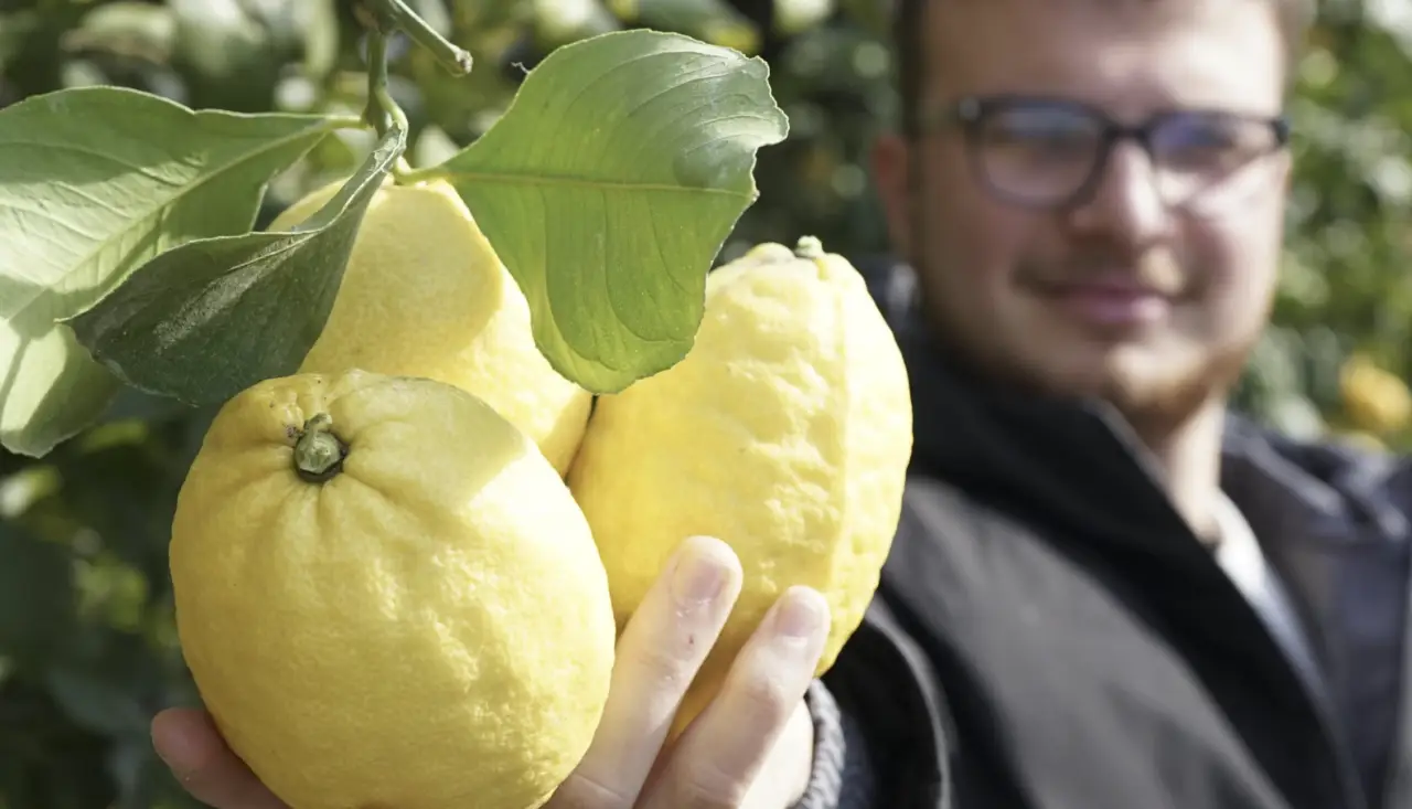 Non togliere la copertura al limone troppo presto: ecco l’errore fatale che fanno tutti