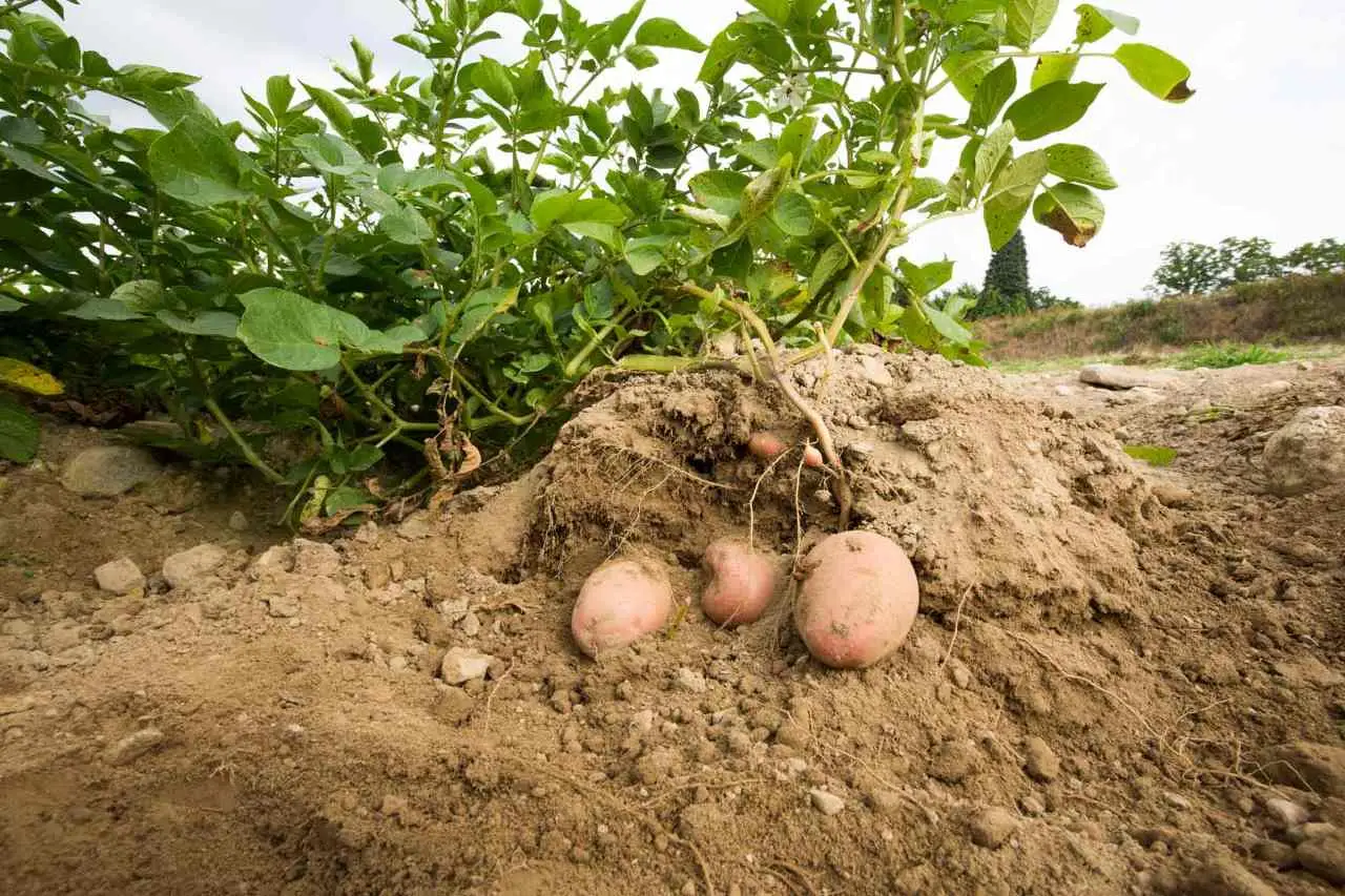Non scavare troppo o troppo poco: ecco la profondità esatta per piantare le patate
