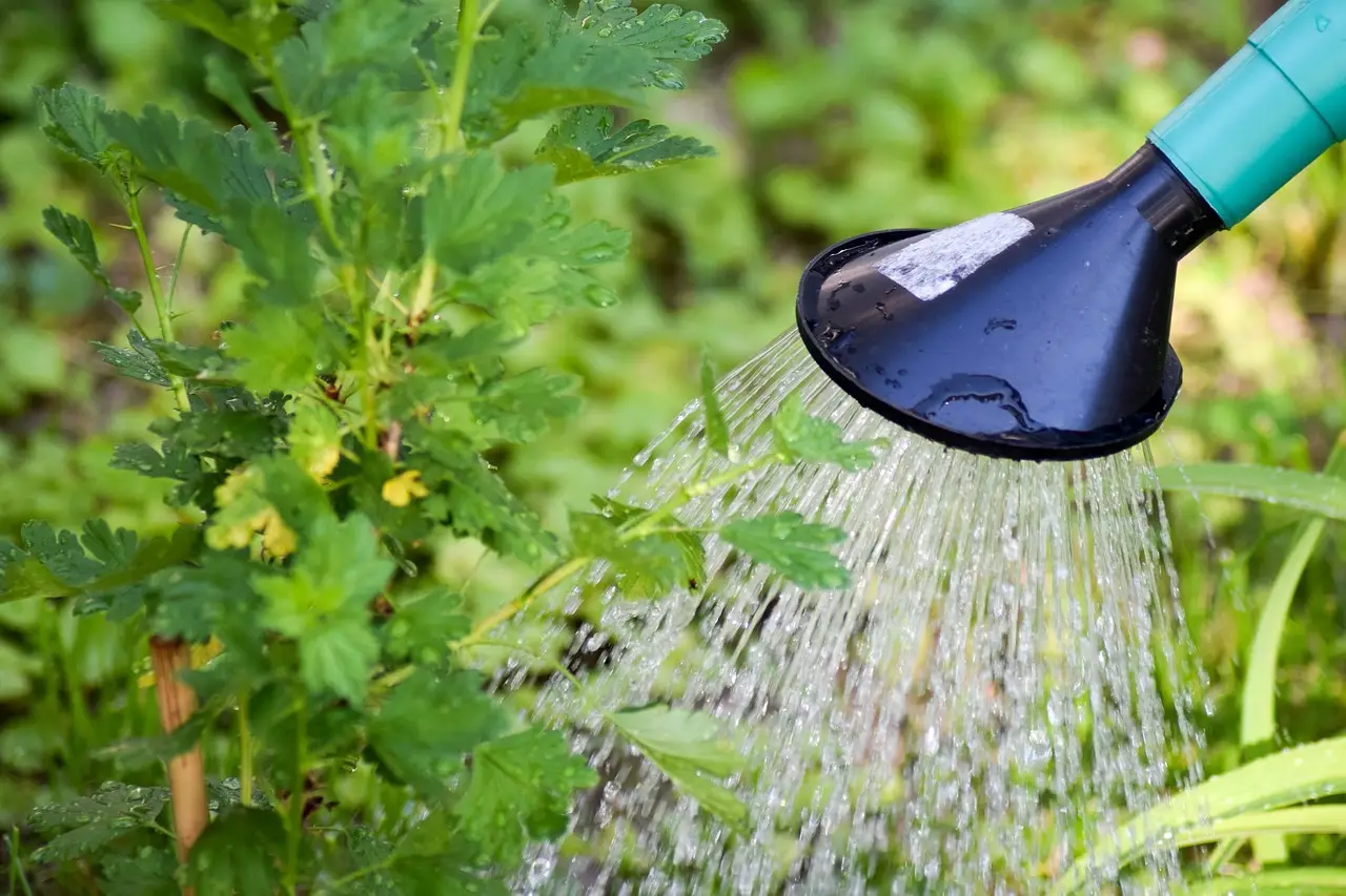 Le stai uccidendo con l’acqua: ecco i segnali inequivocabili di un’annaffiatura eccessiva