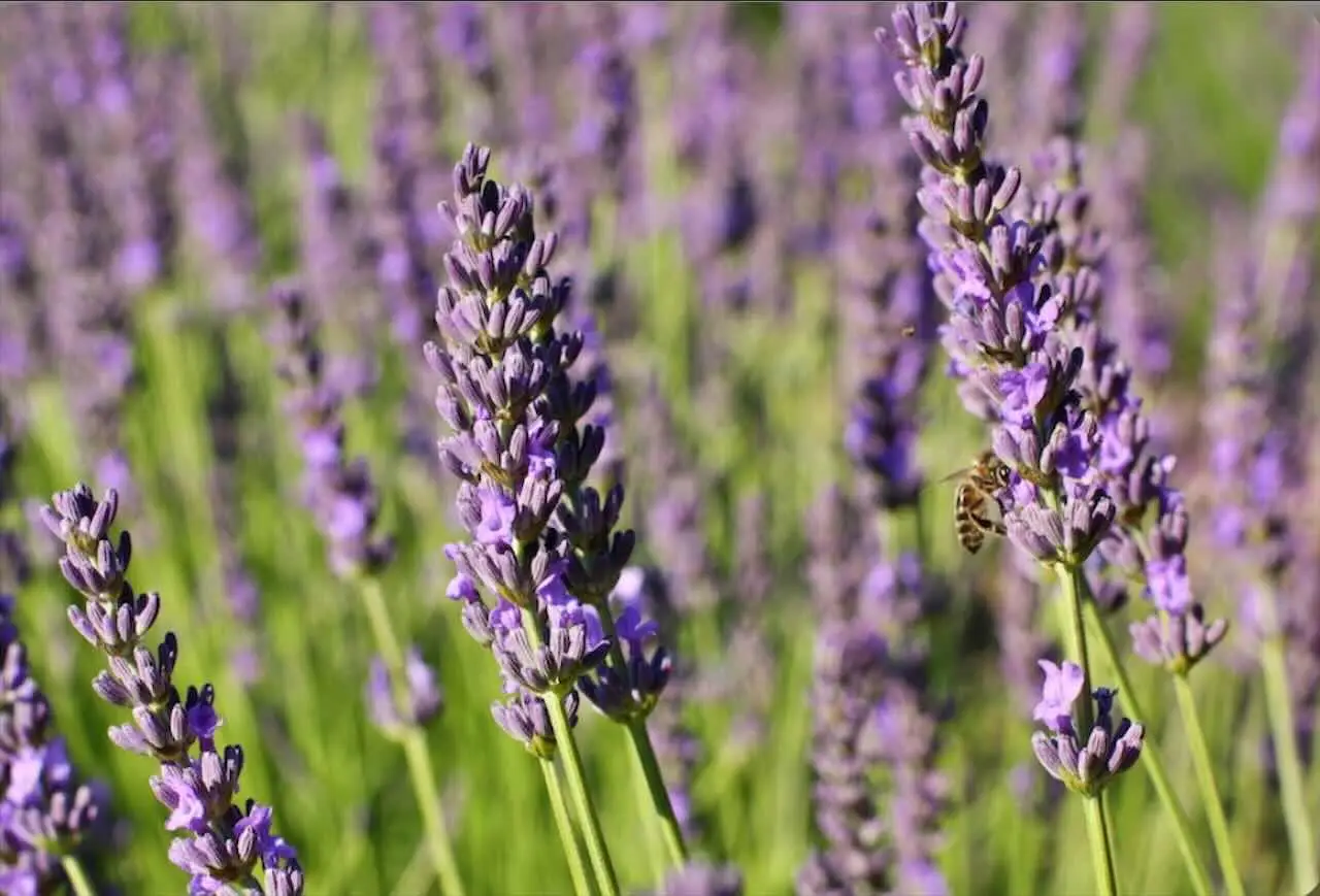 Il trucco per far rifiorire la lavanda più volte in un’estate: ecco come fare