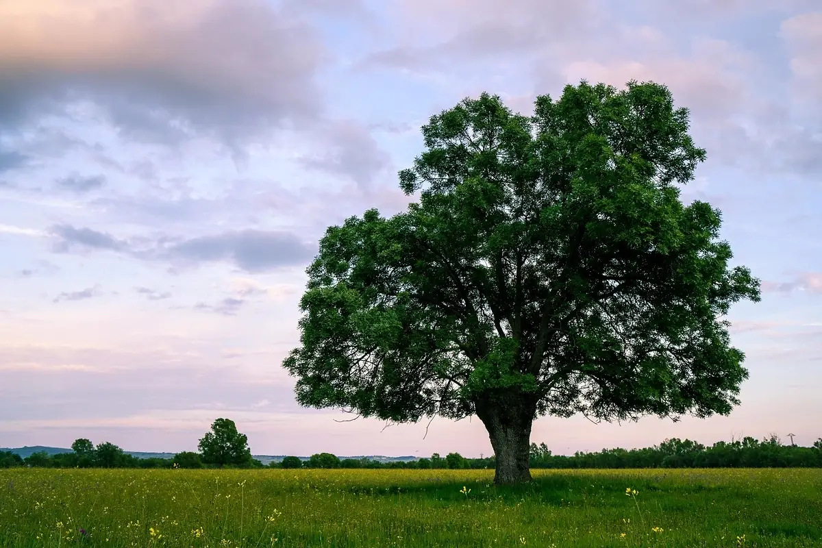 Non solo aceri e querce: ecco perché gli alberi che perdono le foglie sono fondamentali in giardino