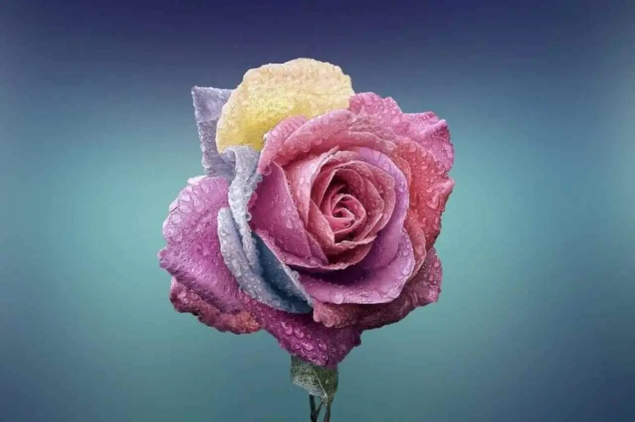Il fiore più costoso del mondo: la cifra folle che pochi possono permettersi