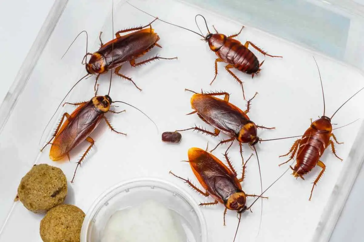 Hai blatte in casa? Ecco il trucco infallibile per scoprire il punto esatto da cui entrano