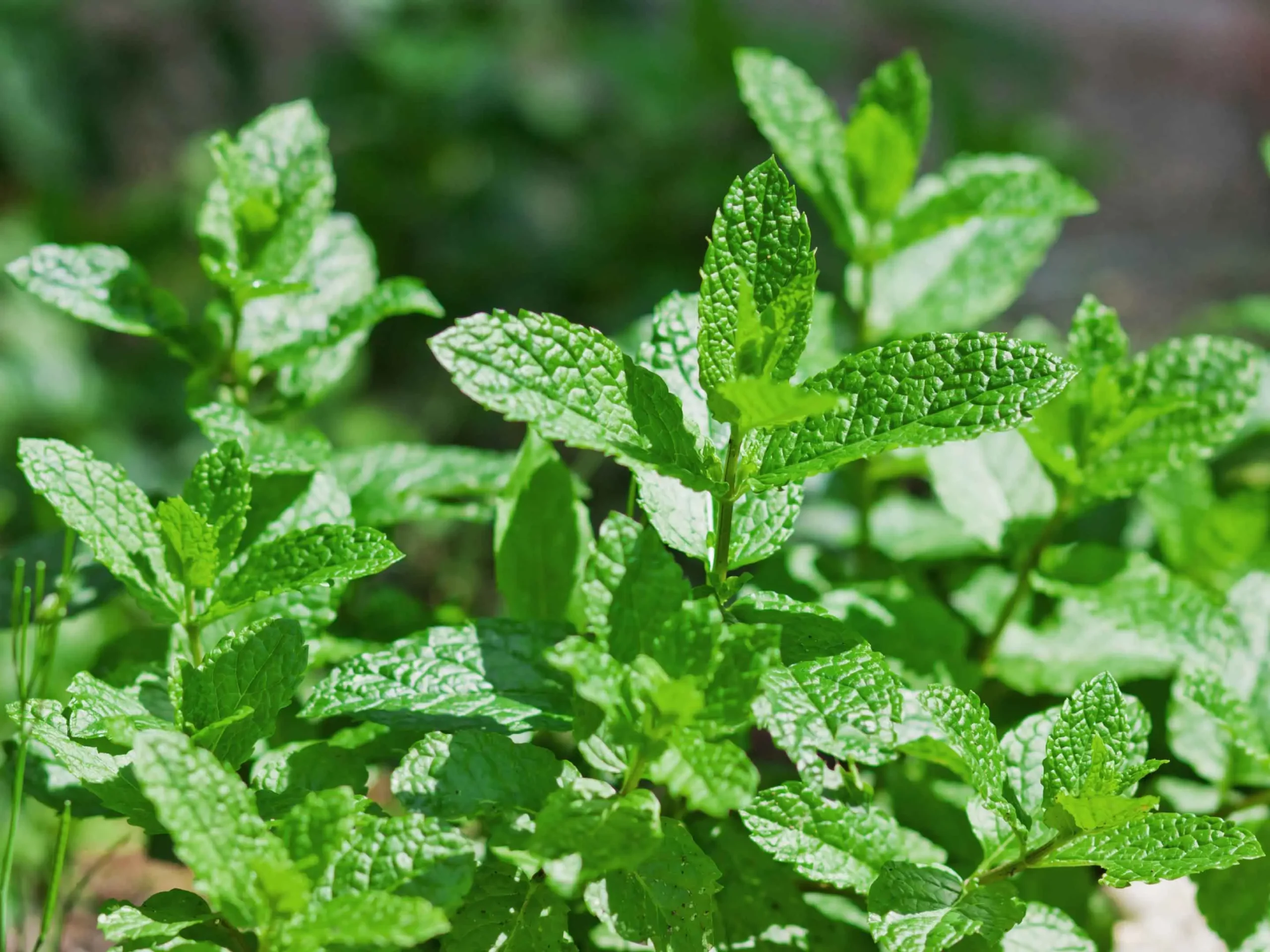 Puzza di menta: ecco gli insetti che odiano questo odore e non torneranno mai più