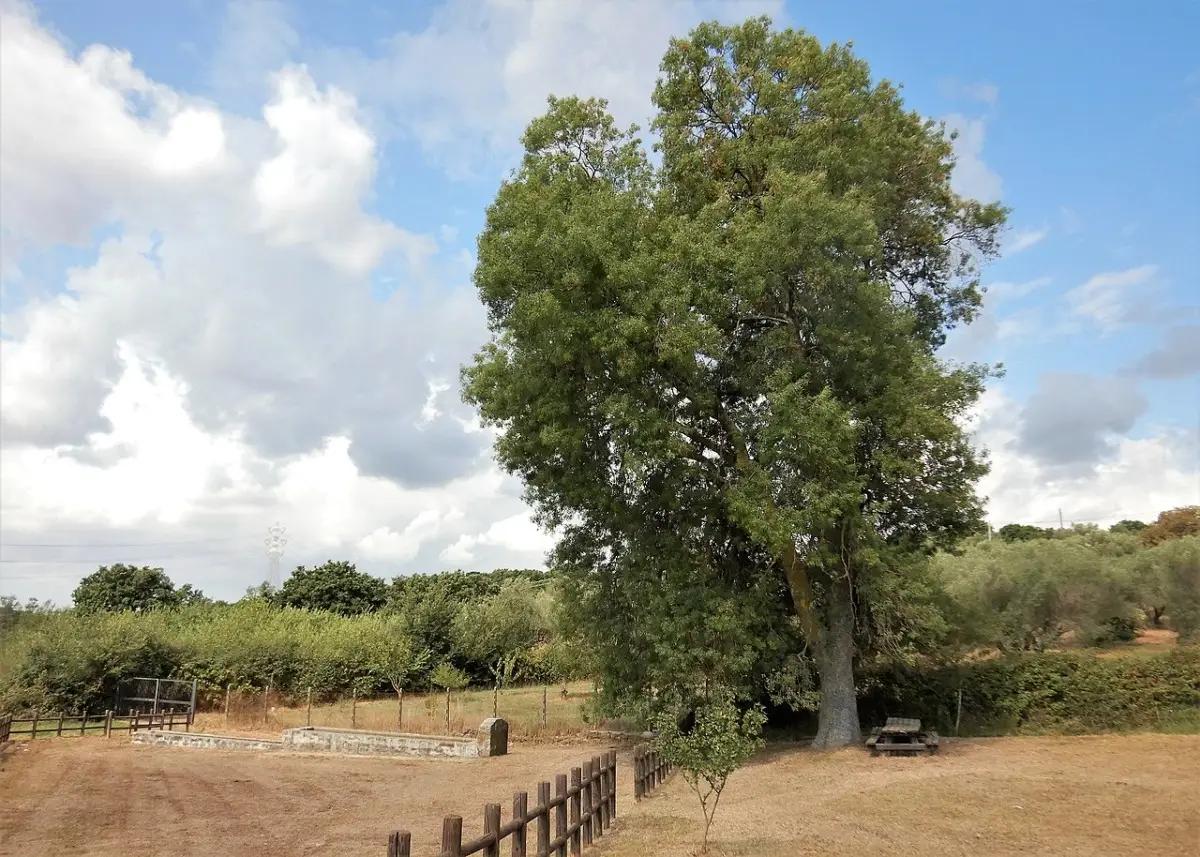 Non piantare mai questo albero vicino casa: per molte culture rappresenta la morte e la sfortuna