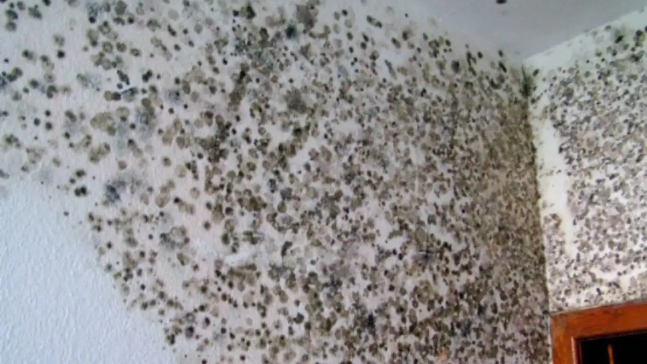 Allarme muffa: ecco gli insetti disgustosi che attira silenziosamente dentro casa tua